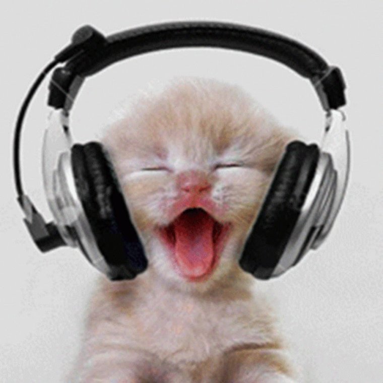 Кот в наушниках