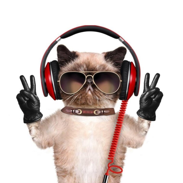 Котик с наушниками