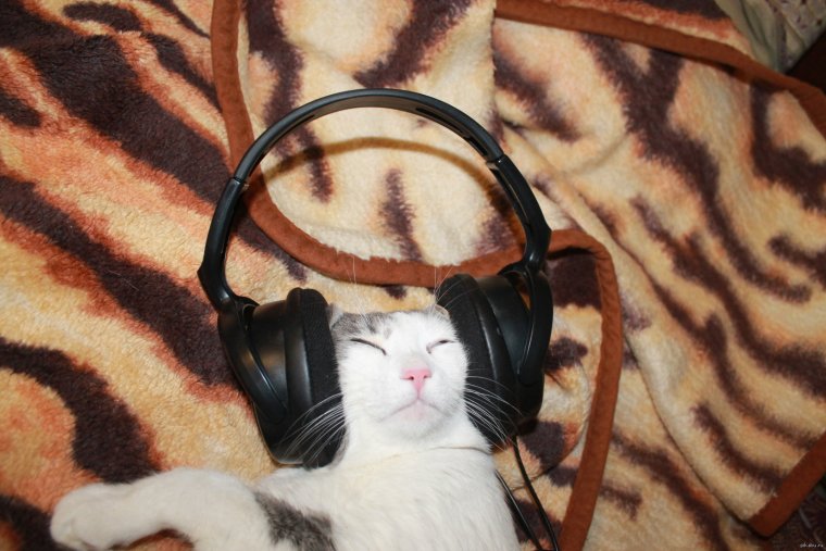 Коты с наушниками