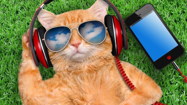 Рыжий кот в очках