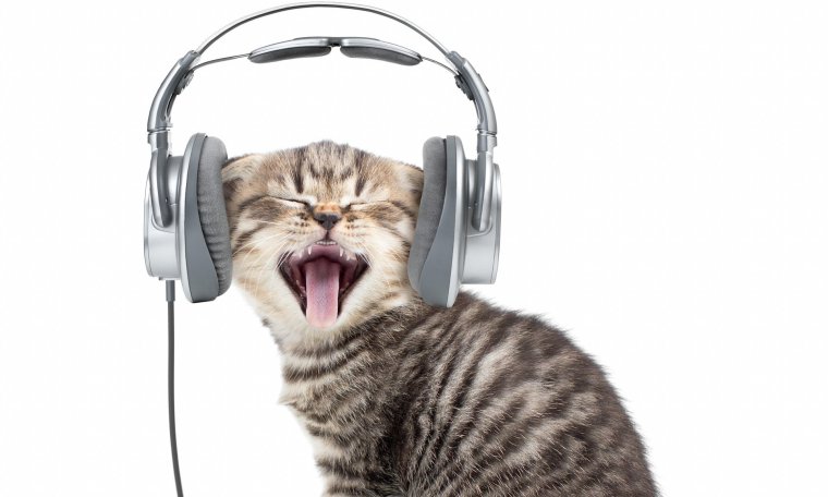 Животные с наушниками