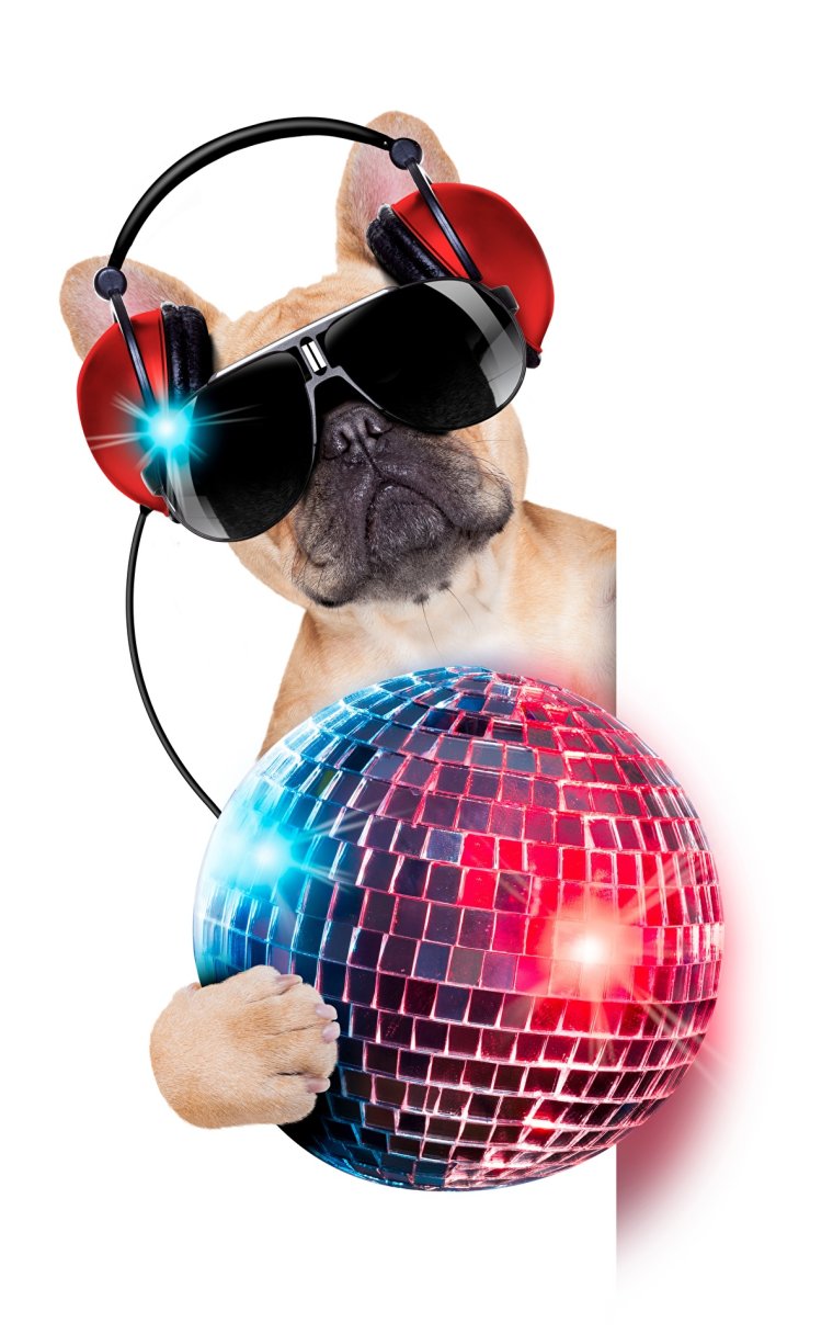 Бульдог в наушниках