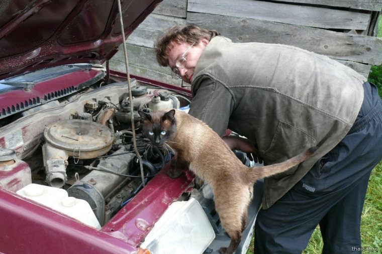 Кот ремонтирует