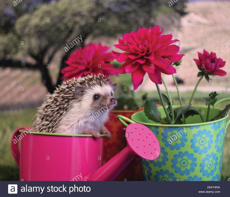 Поздравление со средой