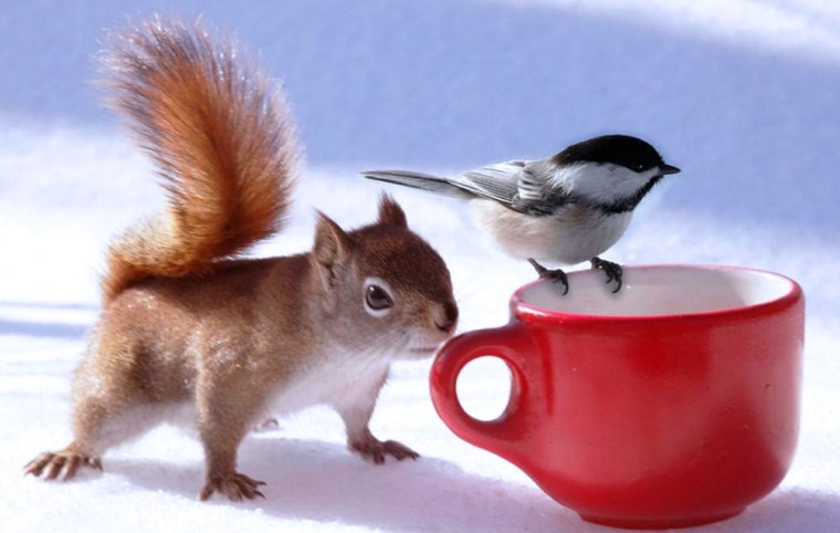 Доброе утро собаки