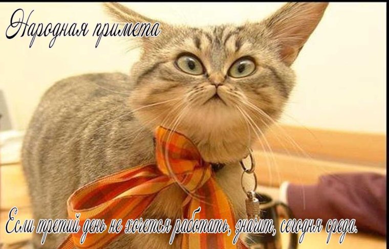 Смешные приветствия с добрым утром