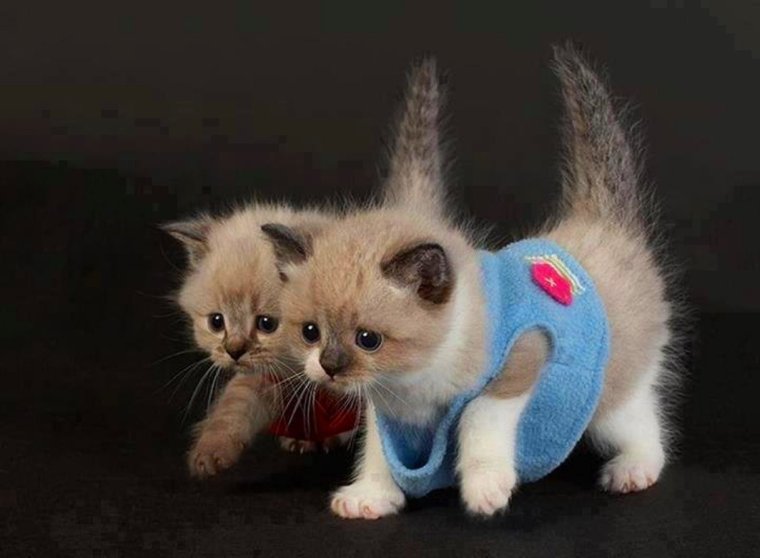 Поздравление со средой