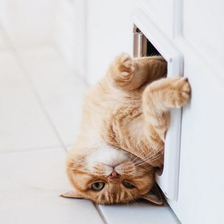 Доброе утро кролик