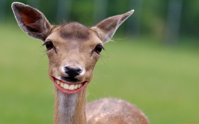 Тупой олень