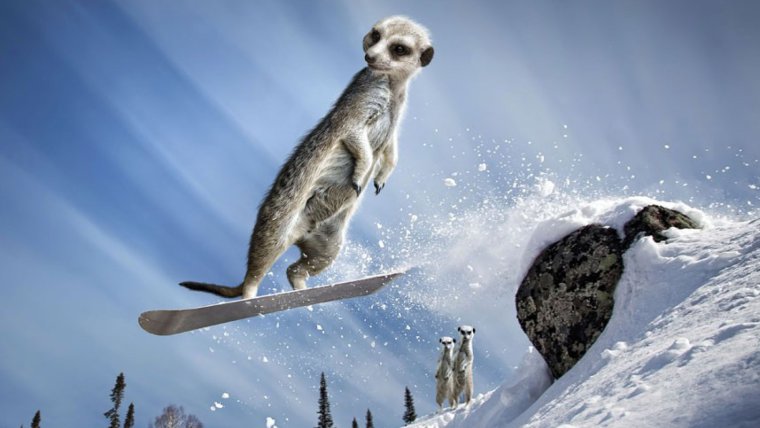 Животные на горных лыжах