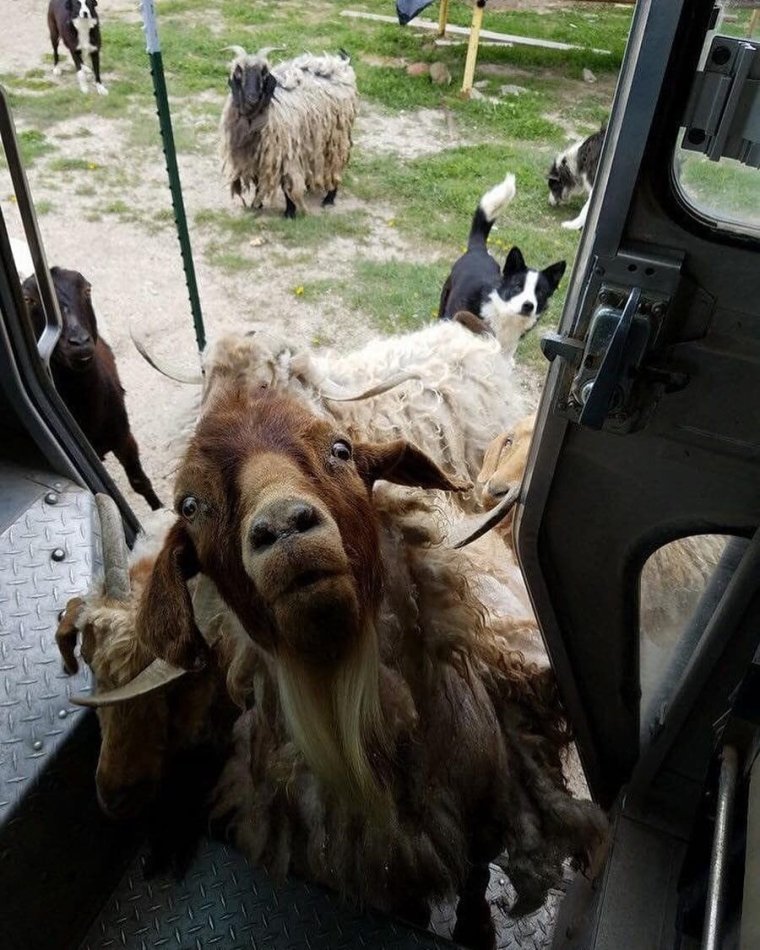 Смешные фото из реальной жизни животных