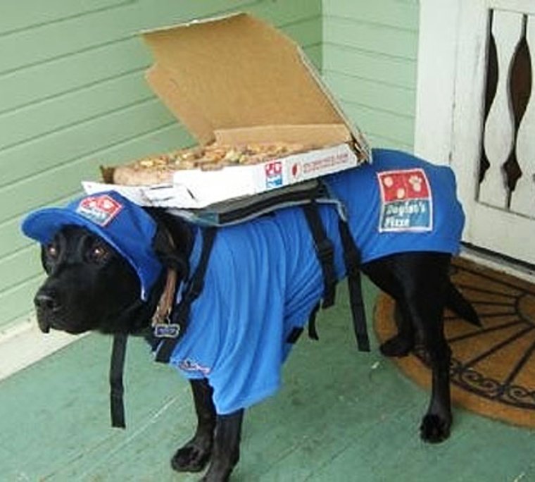 Собака доставщик пиццы