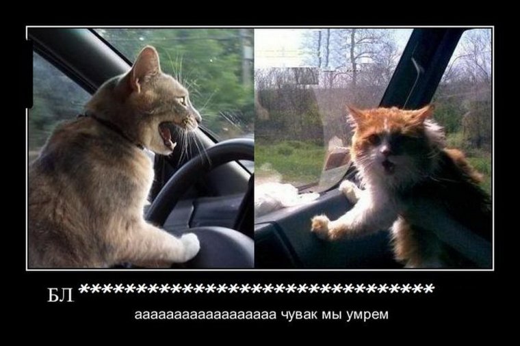 Помоги выбраться из собаки