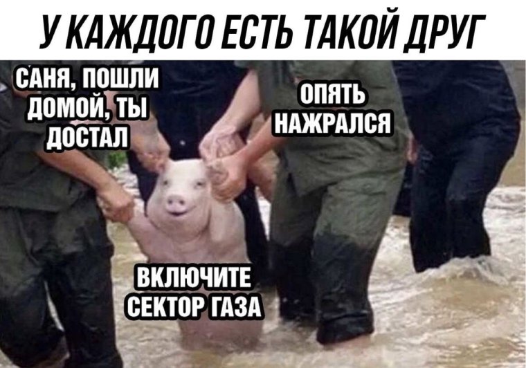 Свинья включите Максим