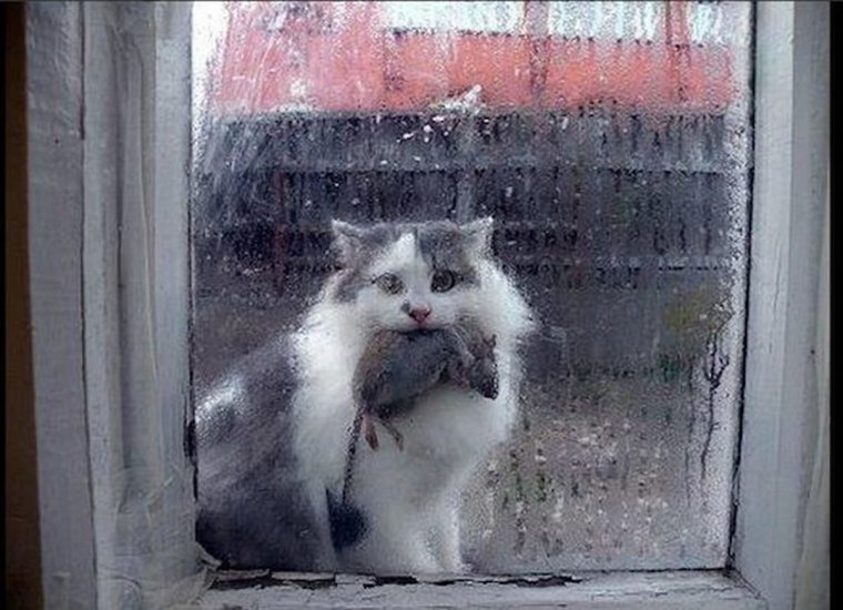 Кот принес