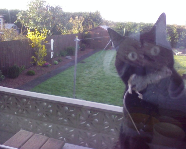 Кот Саня Открой