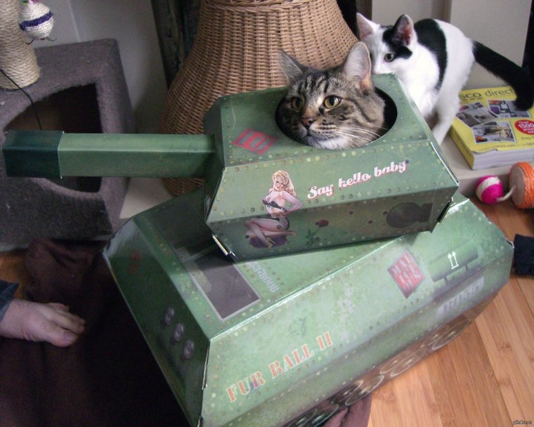 Котенок в танке