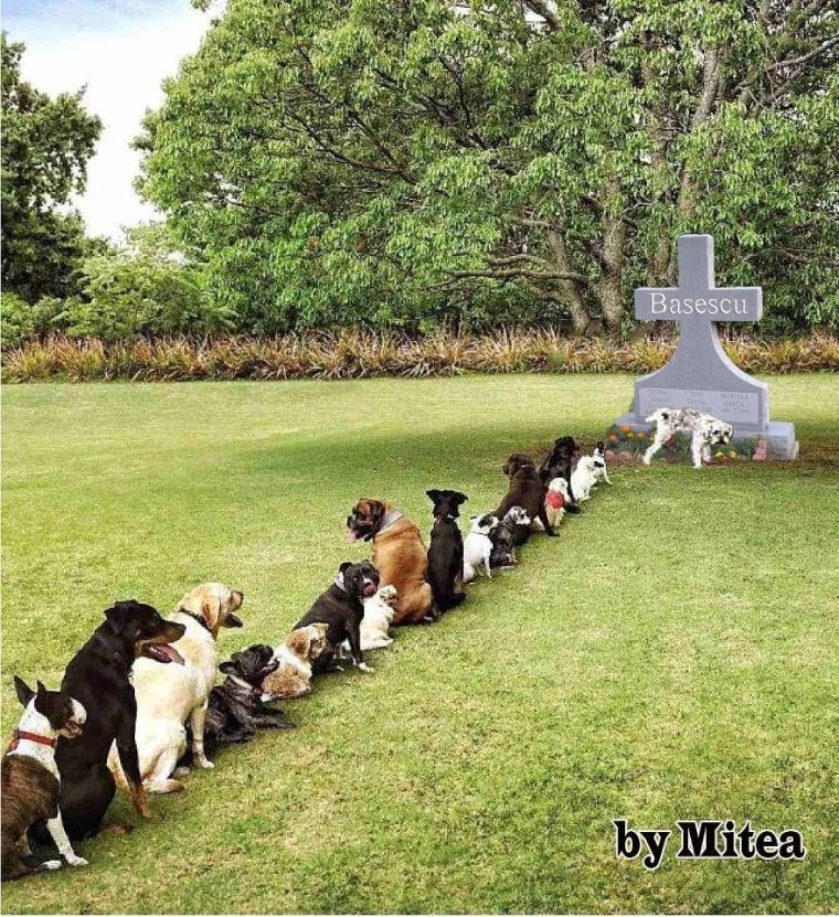 Очередь собак