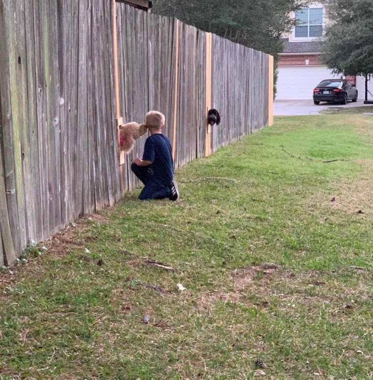 Прикольные изгороди