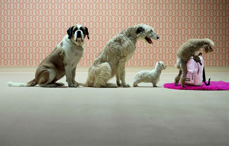 Очередь из собак с мисками