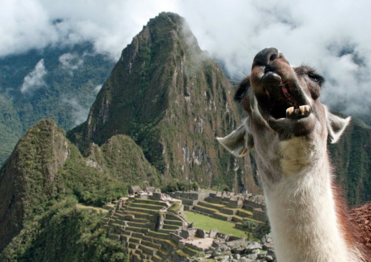 Мачу Пикчу ламы