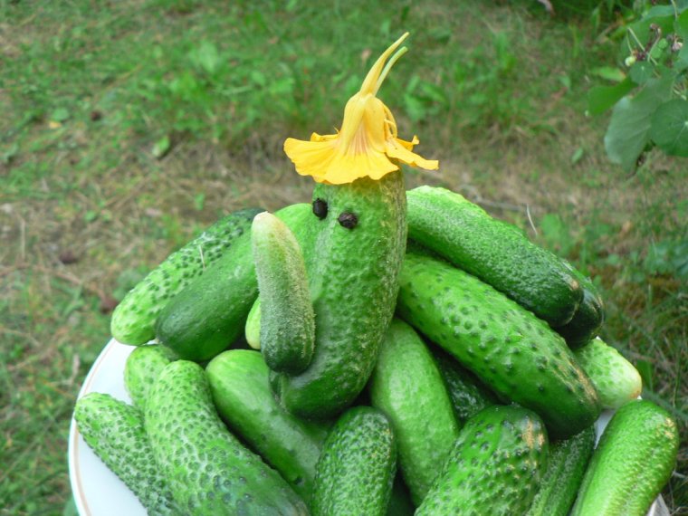 Прикольный огурец
