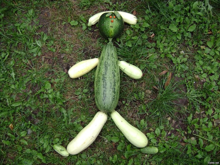 Кабачок юмор