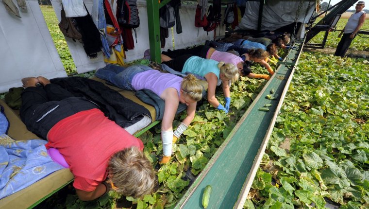 Сбор огурцов лежа