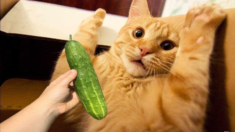 Кот огурчик