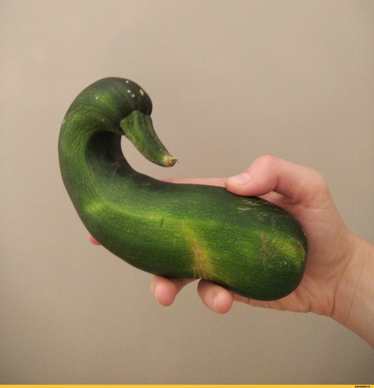 Про кабачки прикольные