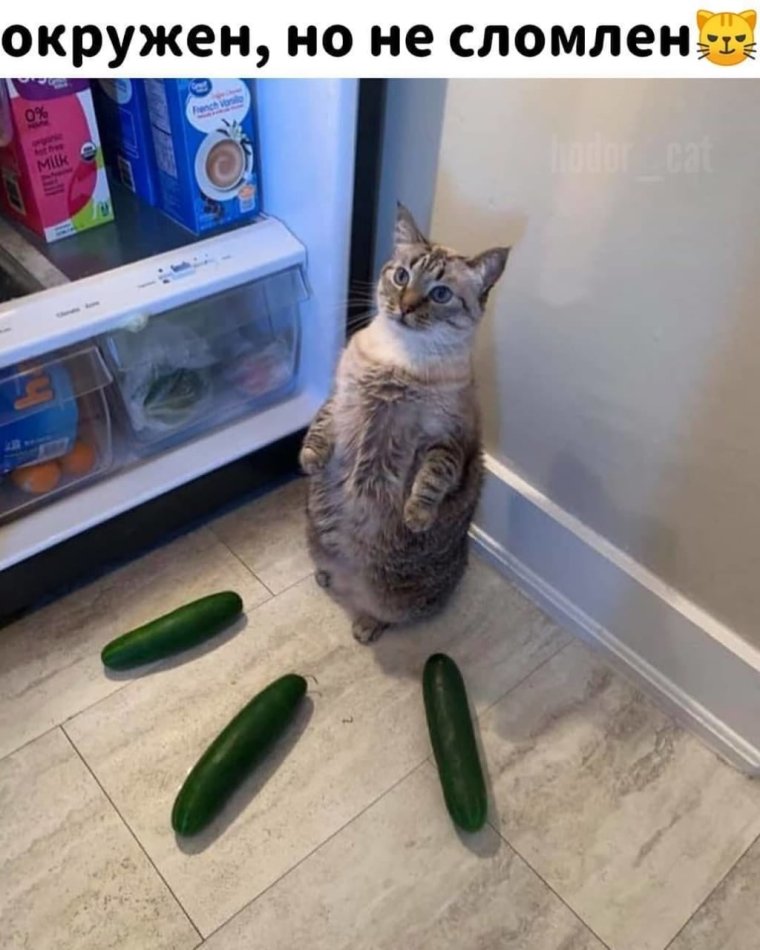 Кот огурчик
