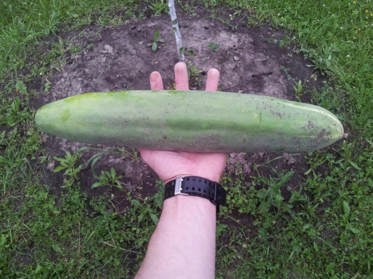 Большой огурец прикол