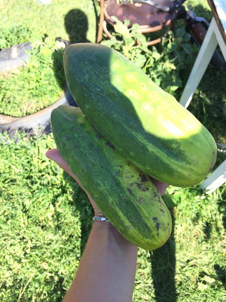 Смешной огурец