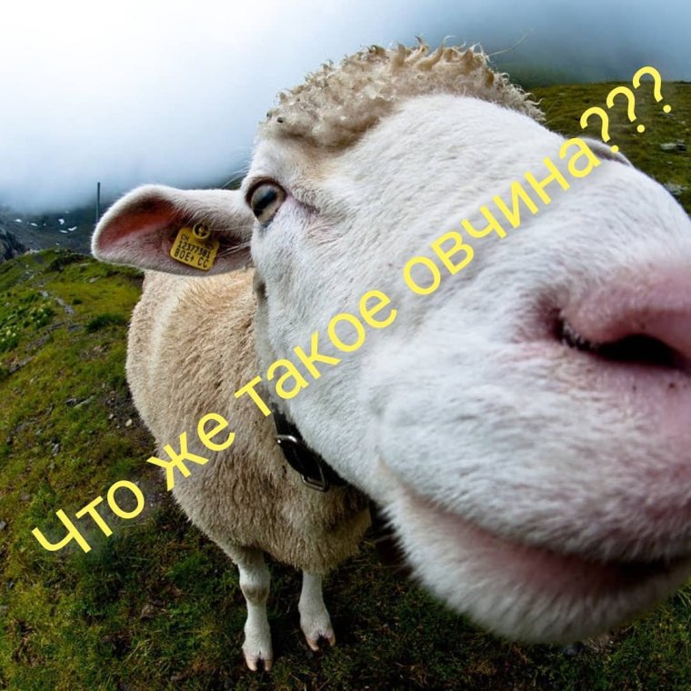 Смешной баран