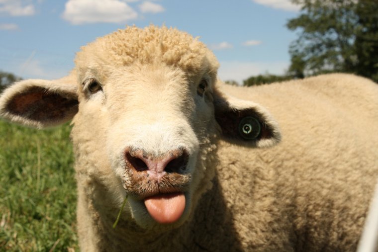 Бараны и овцы