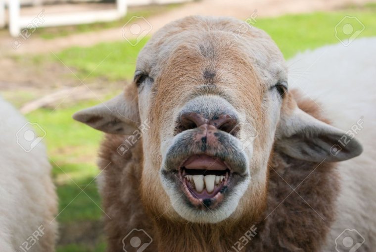 Овечка с открытым ртом