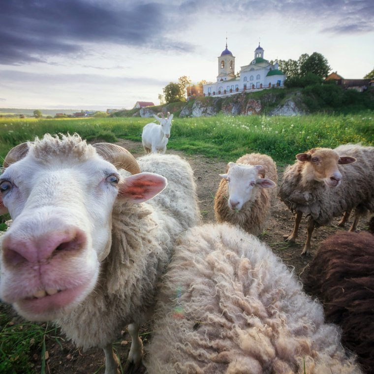 Забавная Овечка