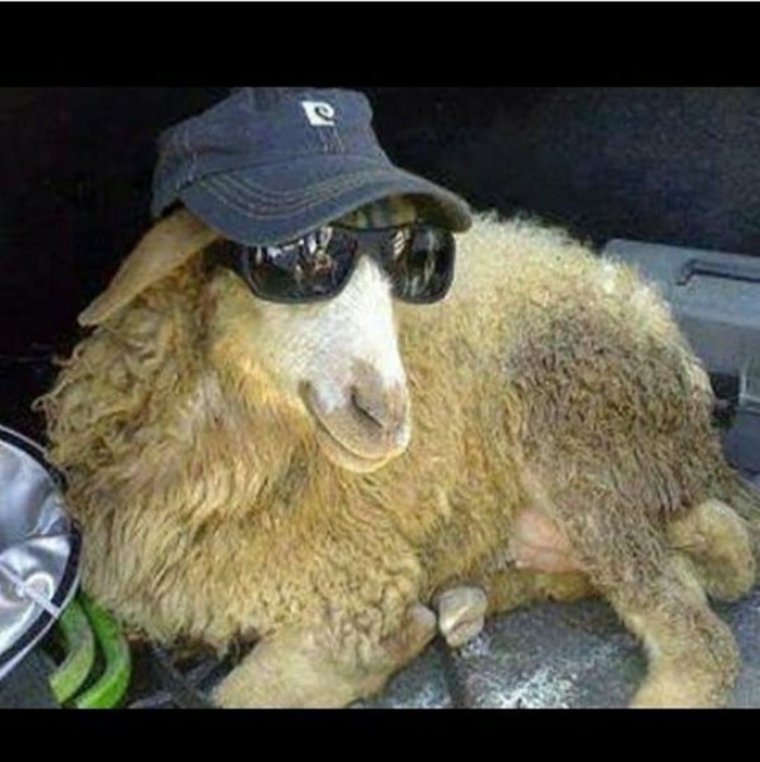 Баран в очках