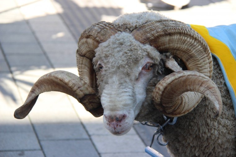 Домашние бараны с рогами