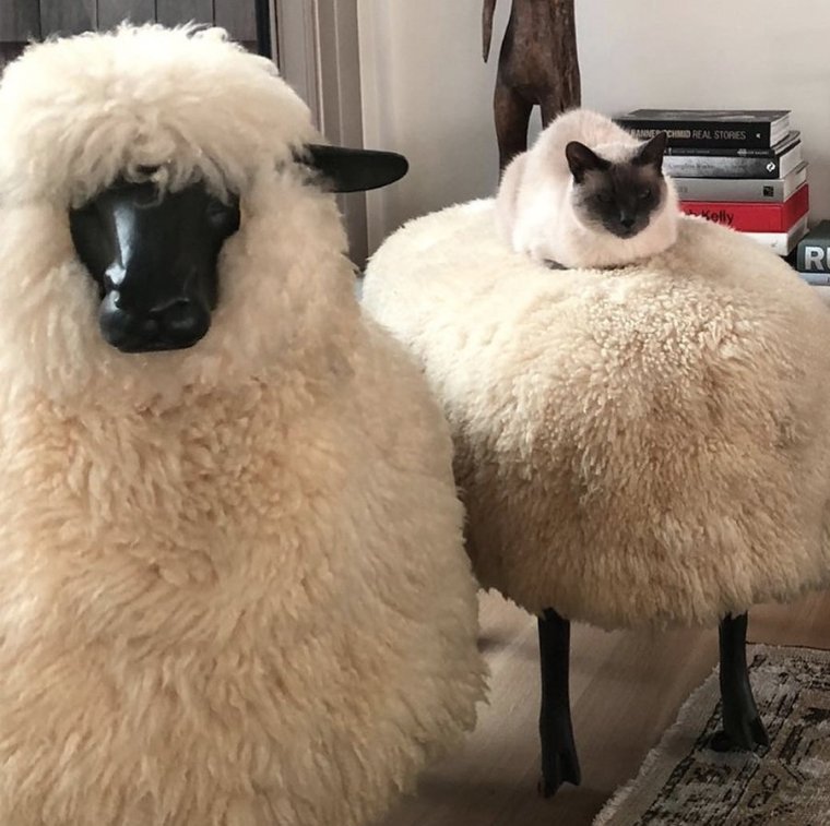 Овца смешная