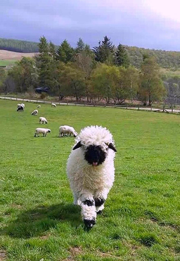 Valais Blacknose