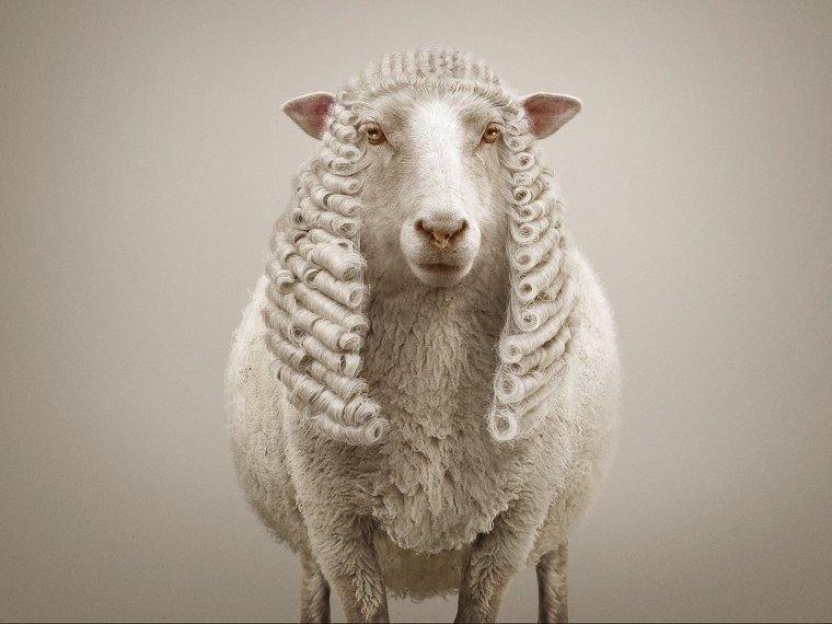 Смешной баран