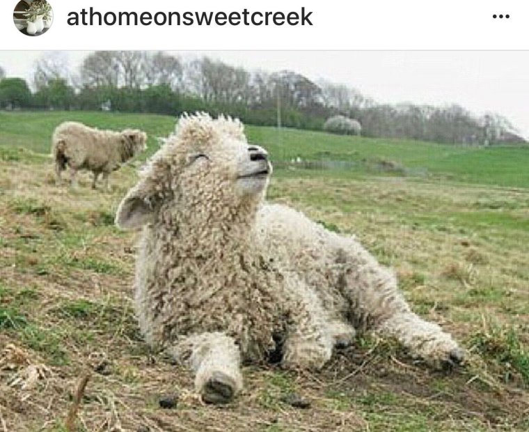 Овца улыбается