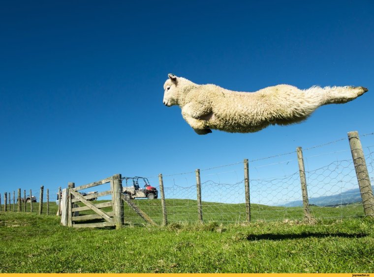 Овца в прыжке