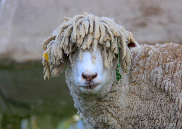 Смешной барашек