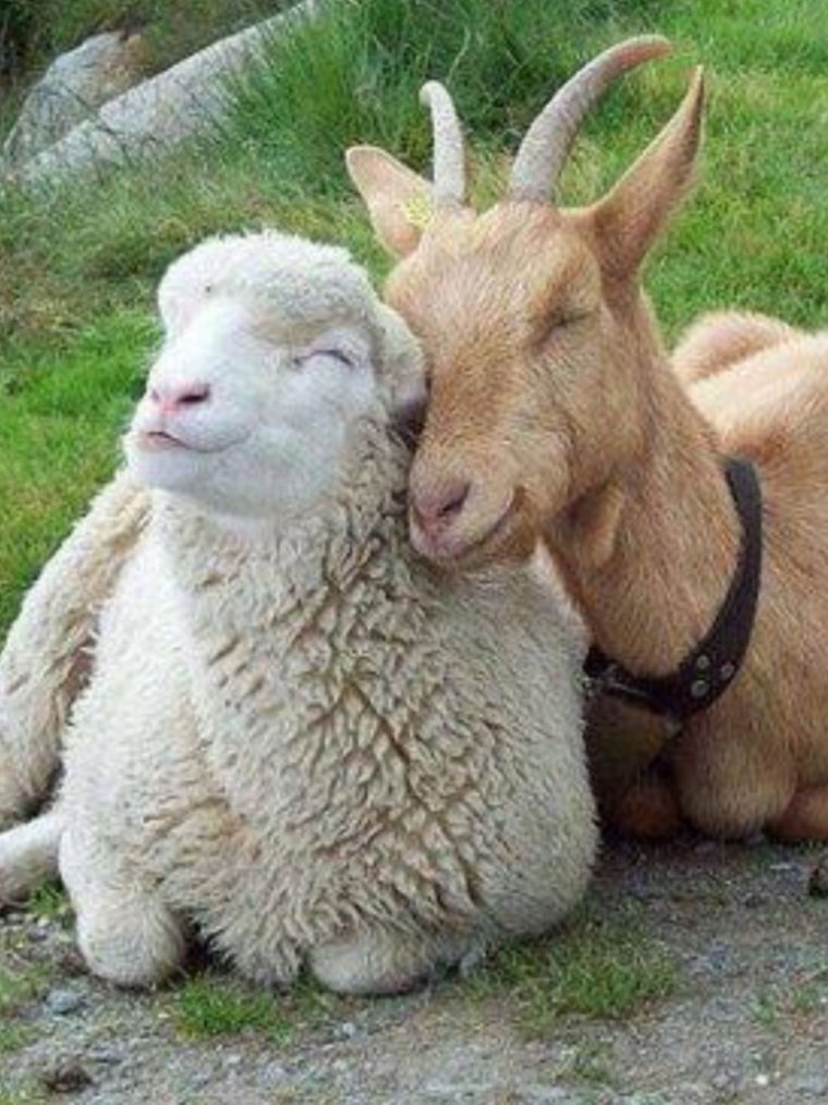 Козёл и овца