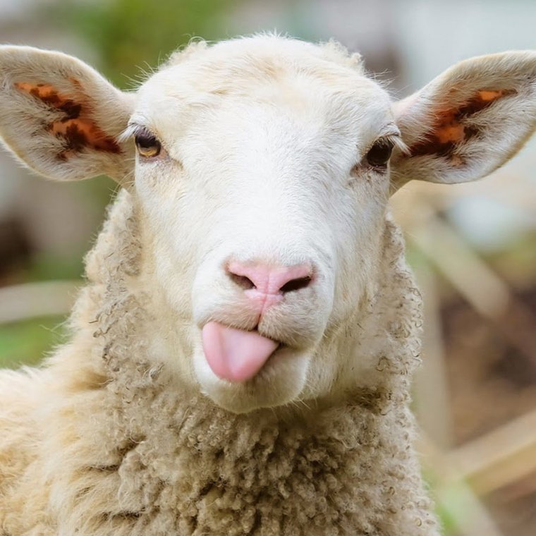 Овца улыбается