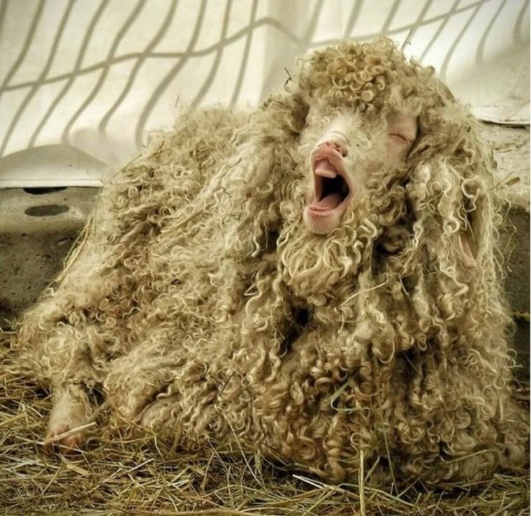 Овца с дредами