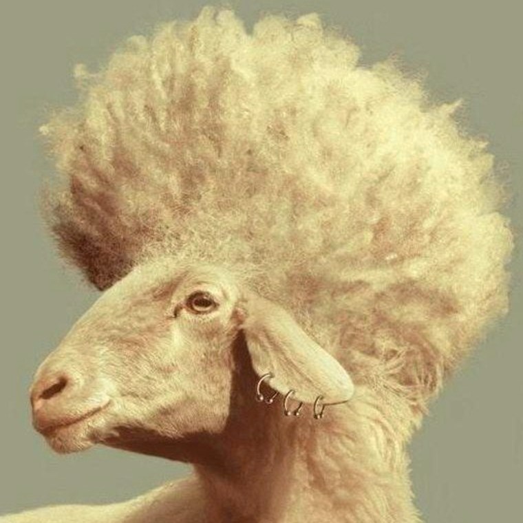 Кудрявая овца