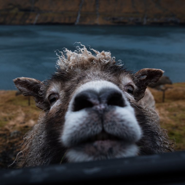 Забавный ягненок